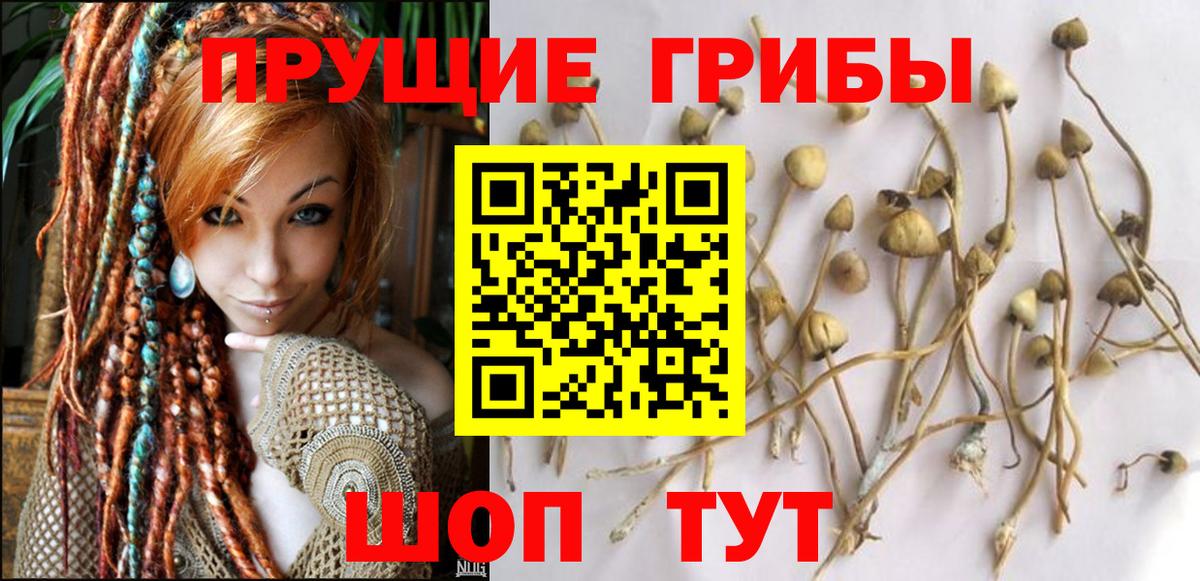 Старая Русса  Псилоцибиновые грибы прущие грибы  Вход с VPN 